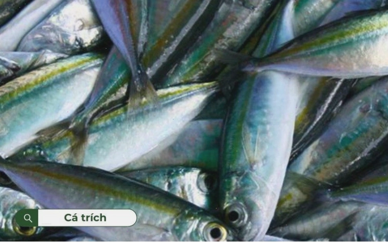 Cá trích có thân dài với màu ánh xanh đặc trưng