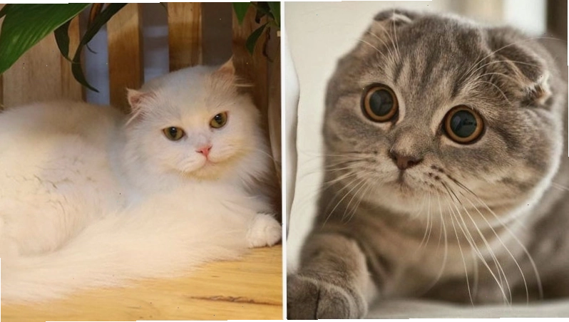 Các cấp độ cụp của tai mèo Scottish Fold