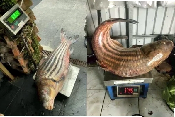 Các loại cá trà sóc khác nhau về kích cỡ và đặc điểm