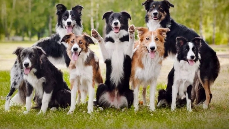 Các màu lông phổ biến của chó Border Collie