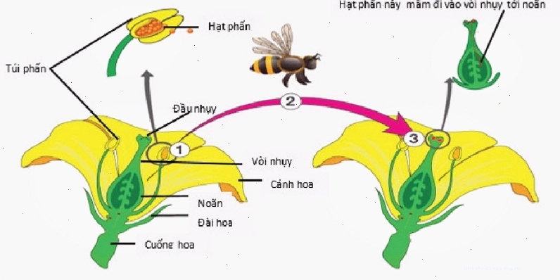Các tác nhân thụ phấn như côn trùng và gió đóng vai trò quan trọng