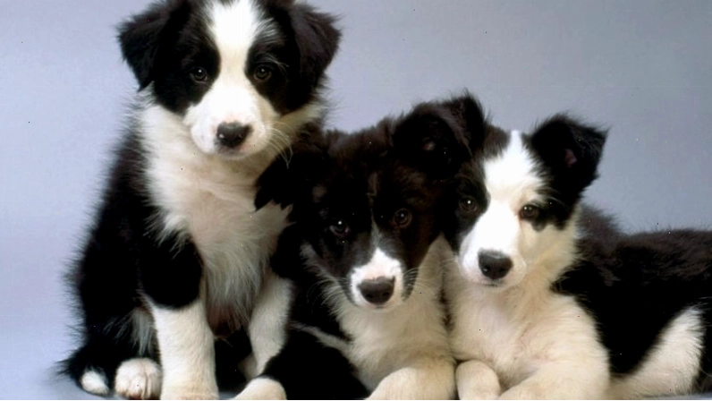 Các vấn đề sức khỏe của chó Border Collie