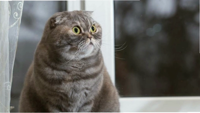 Các vấn đề sức khoẻ thường gặp ở mèo tai cụp Scottish Fold