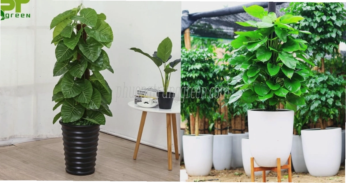 Cách chăm sóc cây trầu bà leo cột