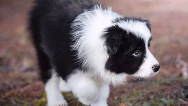 Cách chăm sóc vệ sinh cho chó Border Collie