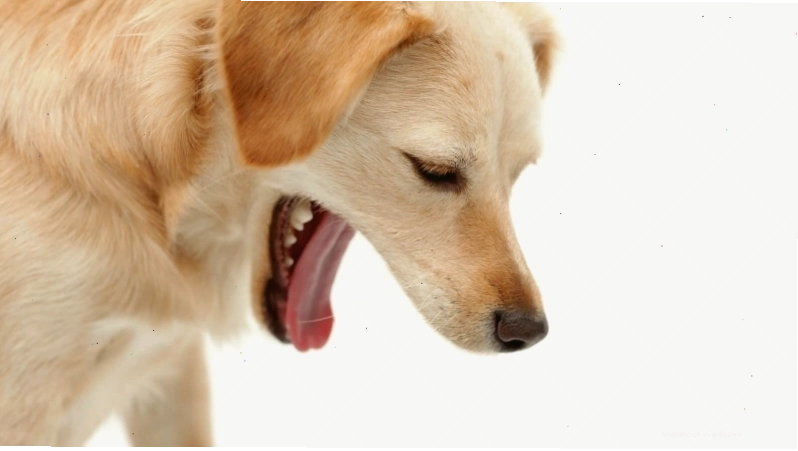 Cách ly chó bị Parvo để tránh lây lan