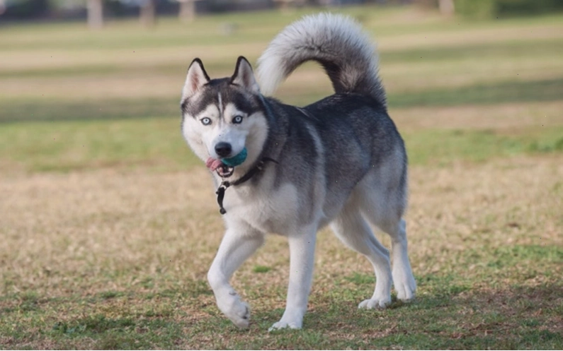 Cách nuôi chó Husky cần chú trọng đến chế độ dinh dưỡng và vận động