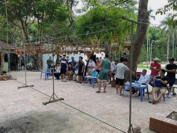 Cám chim Vành Khuyên chất lượng cao