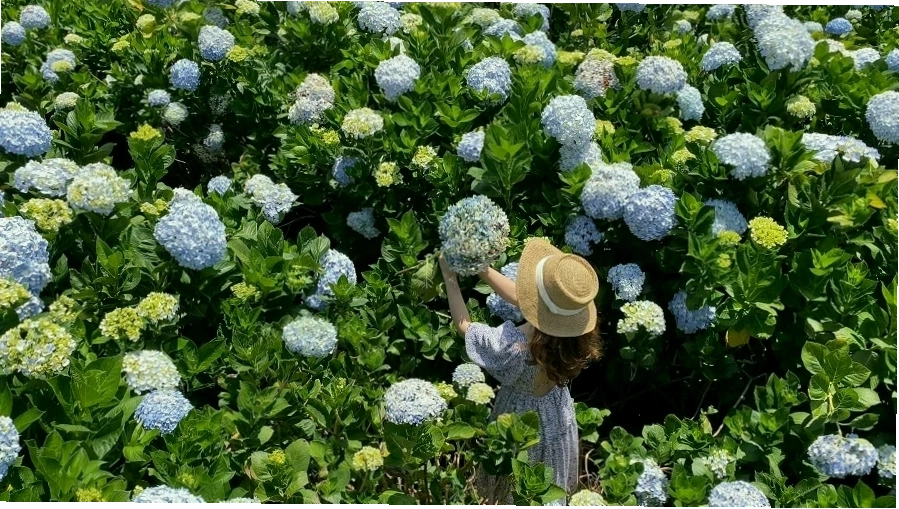 Cận cảnh một đóa hoa cẩm tú cầu màu tím đậm