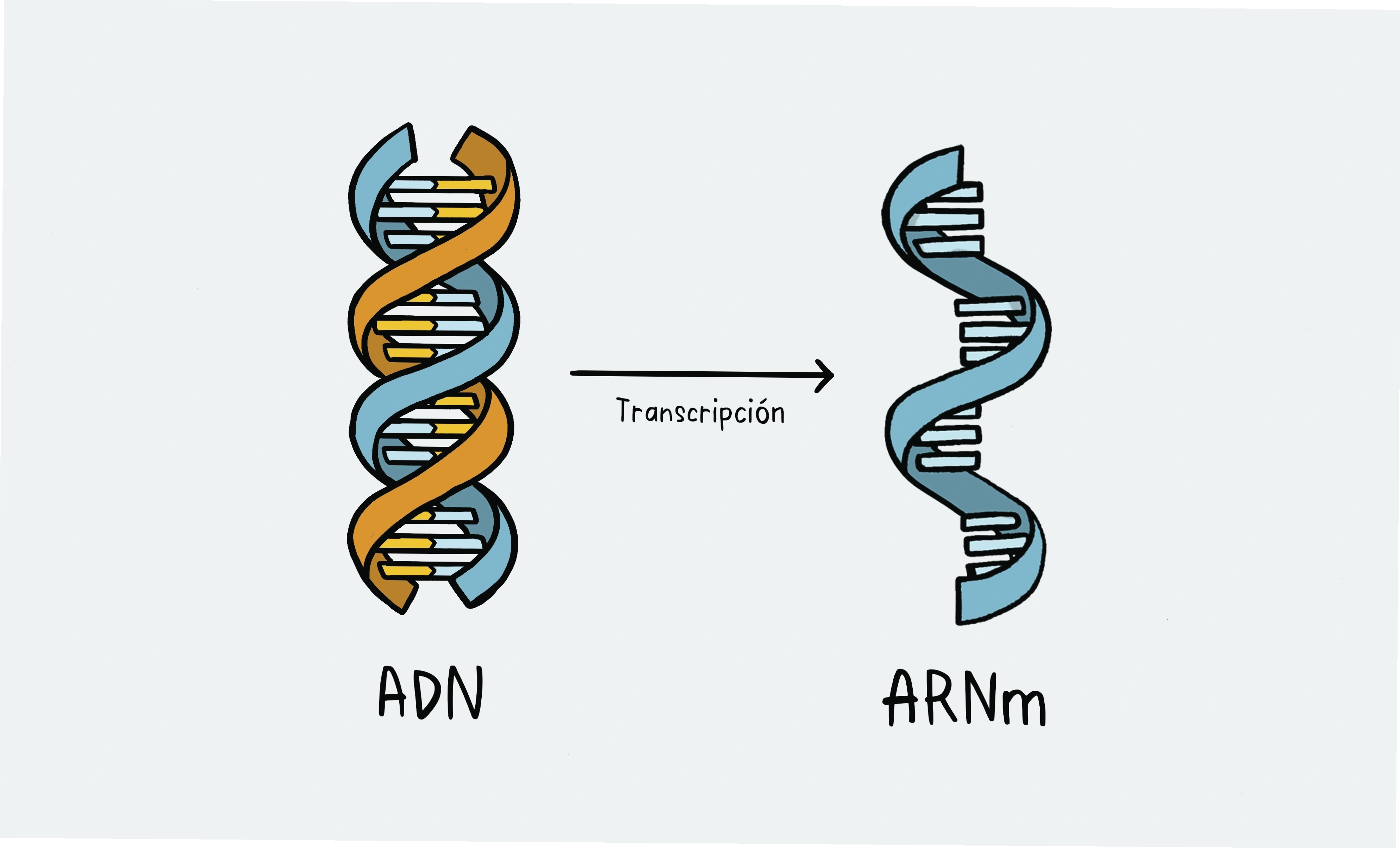 Cận cảnh một phân tử DNA với cấu trúc xoắn kép