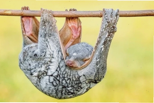Cận cảnh ngoại hình độc đáo của chồn bay
