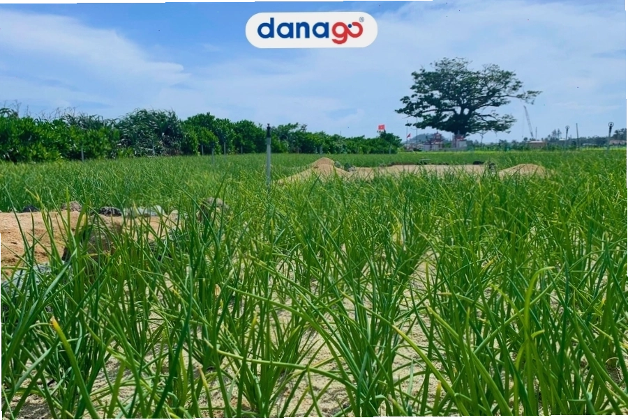 Cánh đồng tỏi bạt ngàn xanh mướt trên đảo Lý Sơn.