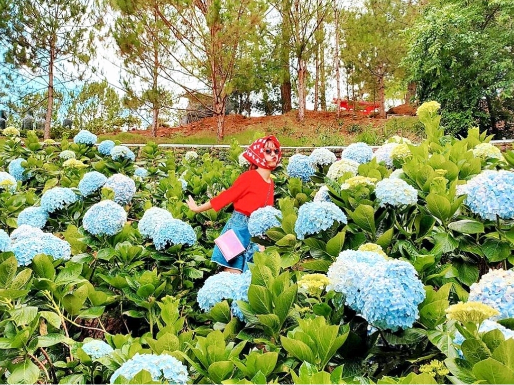 Cảnh quan thơ mộng bên cạnh vườn hoa cẩm tú cầu