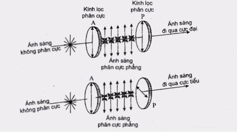 Cấu tạo của phân cực kế cho thấy sự phân bố điện tích không đều