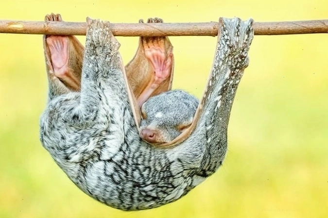 Cấu tạo màng da giúp chồn bay lượn trên không