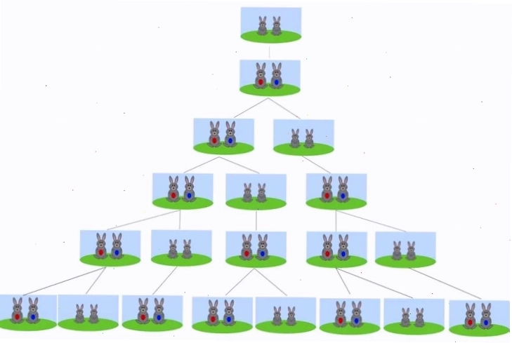Cấu trúc lá cây xếp theo hình xoắn ốc tuân theo dãy số Fibonacci