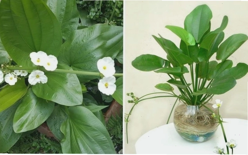 Cây Bách Thủy Tiên với hoa đẹp và lá xanh mướt