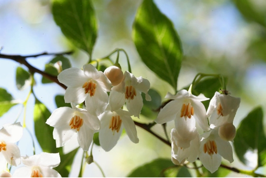 Cây bồ đề Styrax benzoin, nguồn gốc của nhựa benzoin