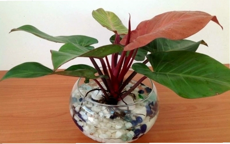 Cây Đế Vương với lá có vân đỏ độc đáo