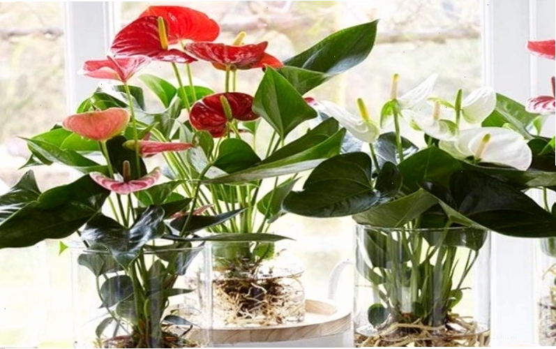 Cây Hồng Môn với lá xanh bóng đẹp, ít gặp sâu bệnh