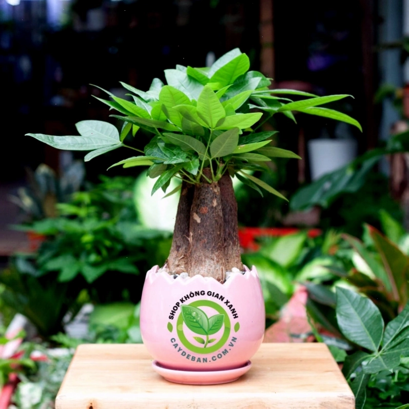 Cây Kim Ngân chậu nhỏ