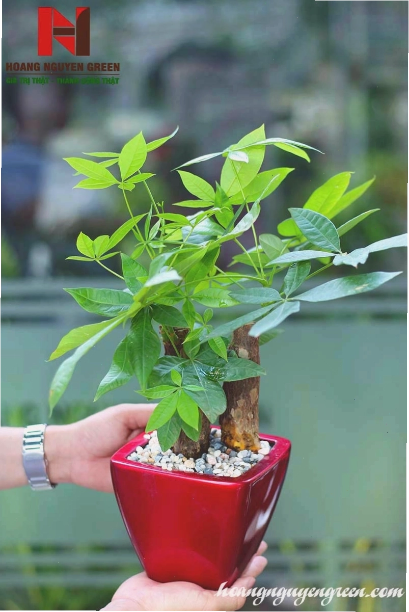 Cây kim ngân để bàn trên tay người dùng