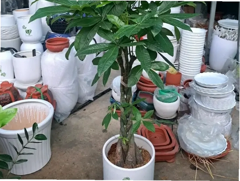 Cây Kim Ngân là cây gì