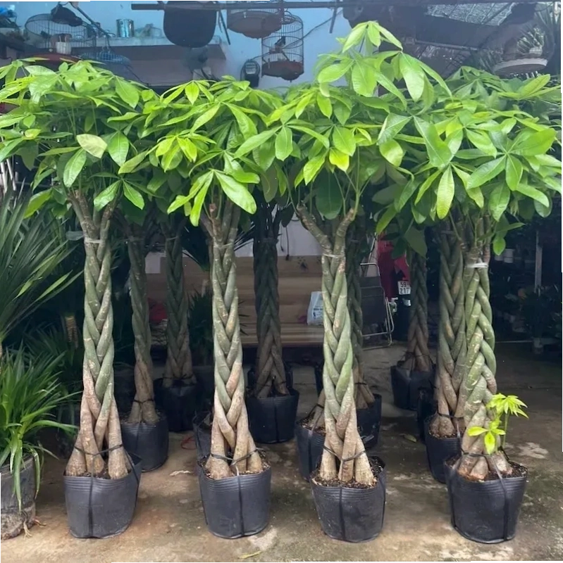 Cây kim ngân loại to