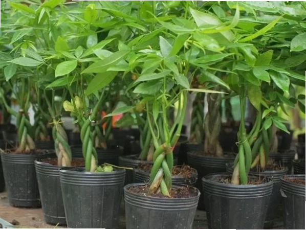 Cây Kim Ngân với lá xanh mướt