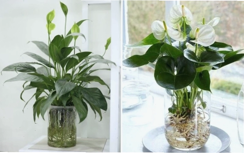Cây Lan Ý - loài cây có thể quang hợp tốt với ánh sáng gián tiếp
