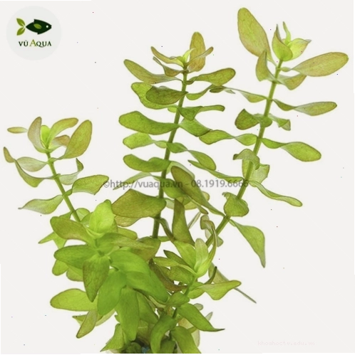 Cây Lệ Nhi - một loại cây thủy sinh phổ biến với lá xanh mướt