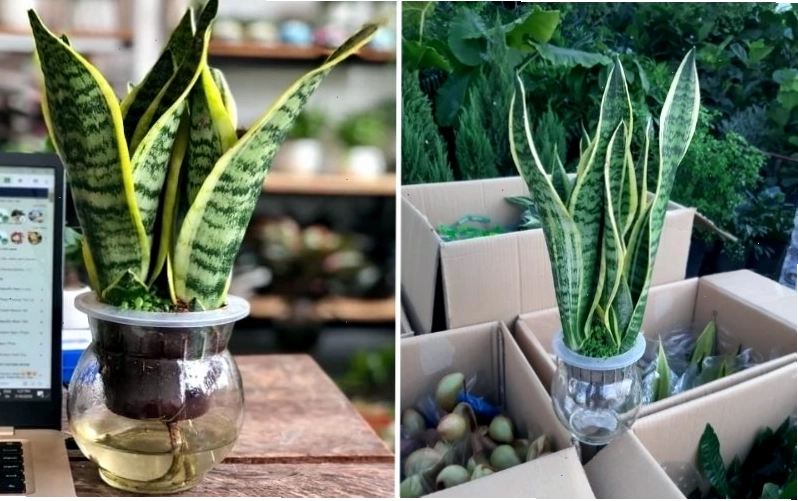 Cây Lưỡi Hổ có khả năng lọc không khí tốt