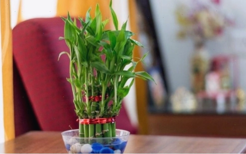 Cây Phát Lộc mang ý nghĩa tài lộc, may mắn