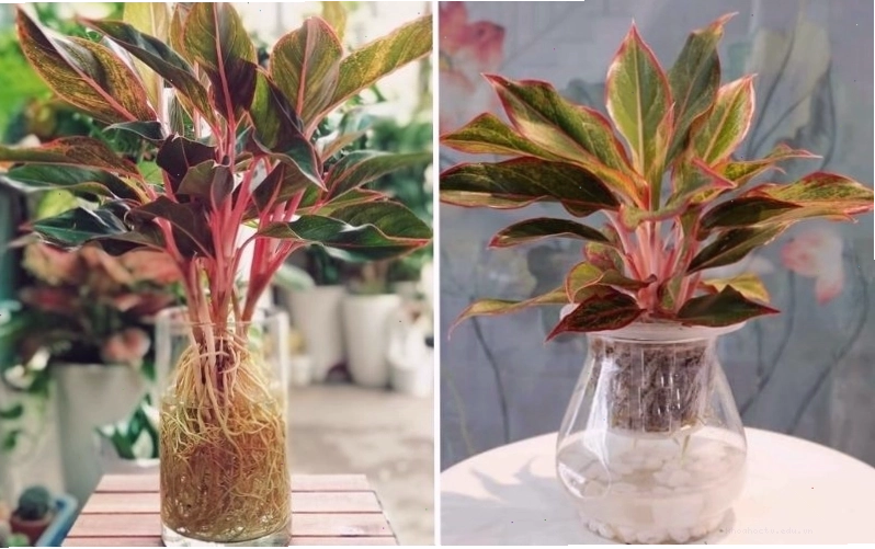 Cây Phú Quý với lá xanh viền đỏ, dễ chăm sóc trong môi trường thủy sinh