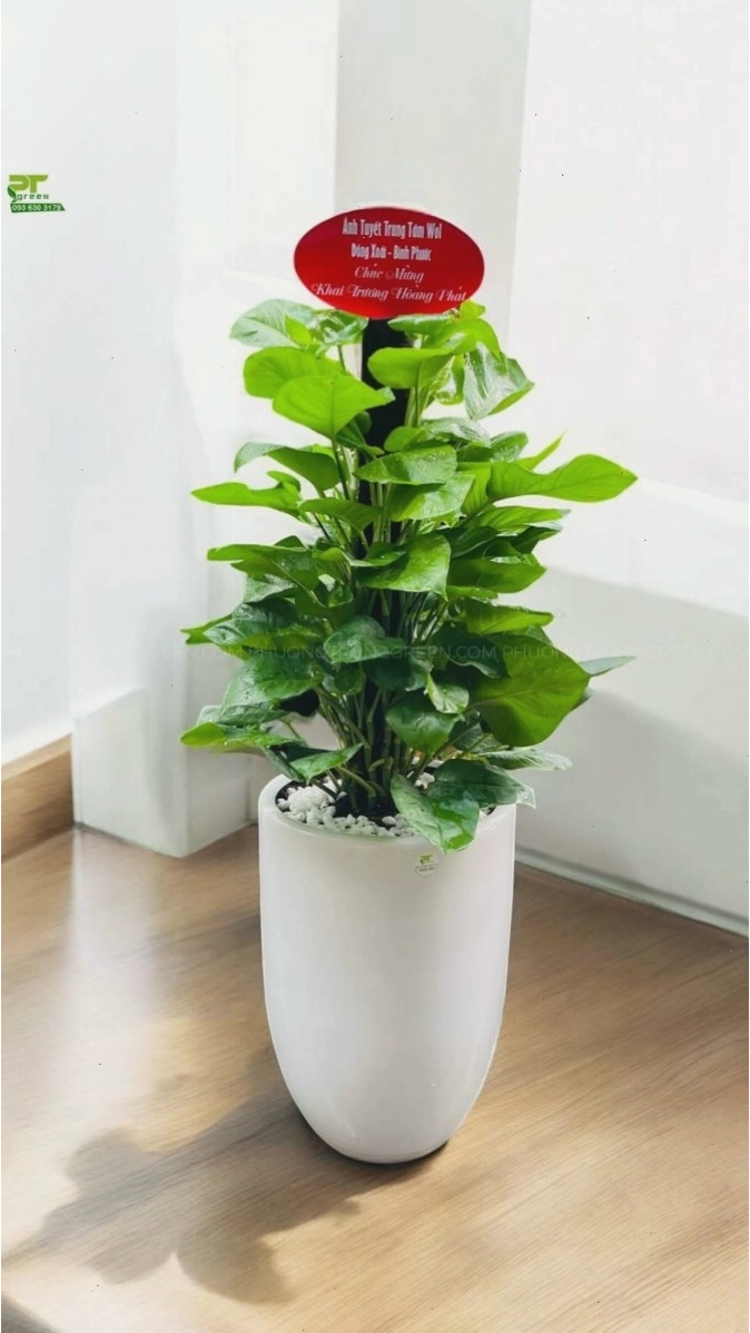 Cây trầu bà leo cột làm quà tặng khai trương