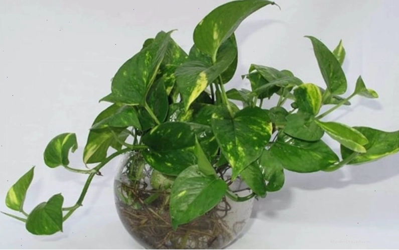Cây Trầu Bà rất dễ trồng và có khả năng làm sạch không khí