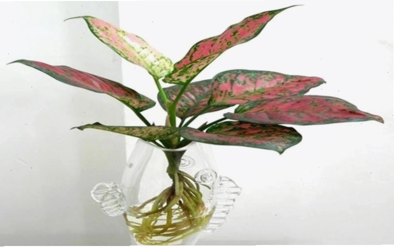 Cây Vạn Lộc - một ví dụ về cây cảnh có thể trồng thủy sinh với nền sỏi