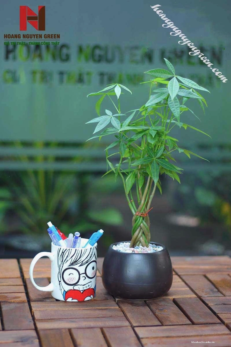 Chậu cây kim ngân đặt trong phòng