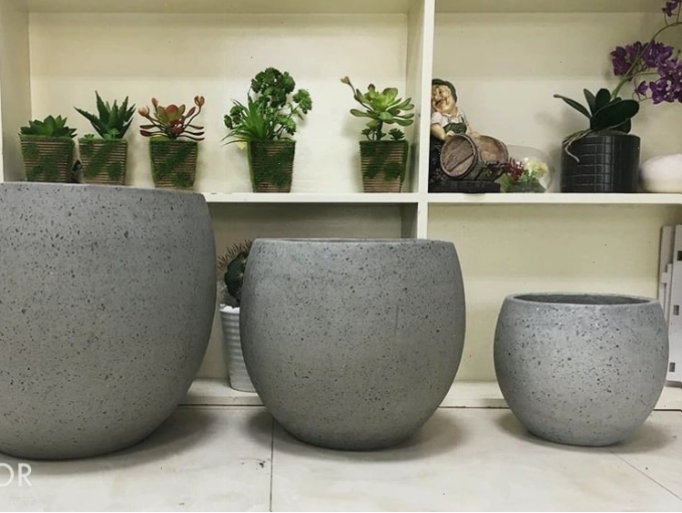 Chậu xi măng đá mài trồng cây kim ngân