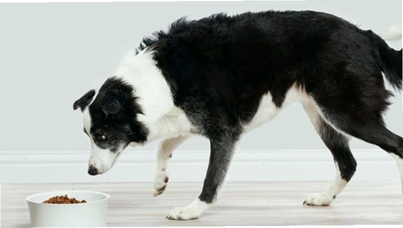 Chế độ dinh dưỡng cho chó Border Collie