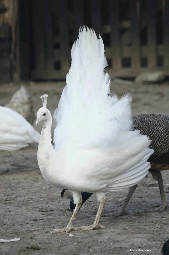 Chim con công, trắng, Albino, bộ lông, lông vũ, đuôi, Trang trại, đất nông nghiệp, chim, con chim