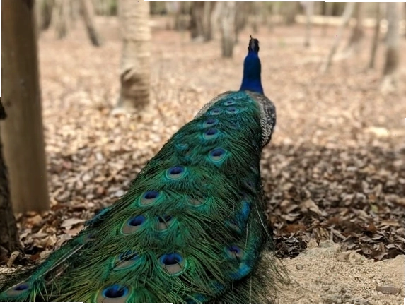 Chim công xanh (Pavo cristatus) đứng trên mặt đất với bộ lông xanh đậm