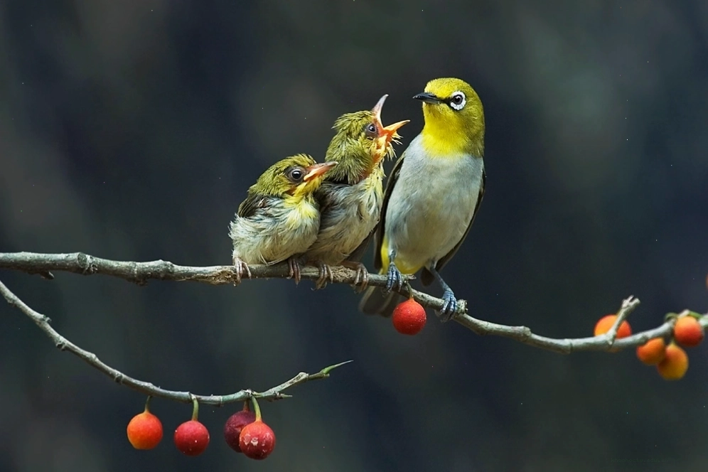 Chim Vành Khuyên non đang được chăm sóc