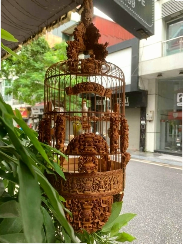 Chim Vành Khuyên non đang được chăm sóc cẩn thận