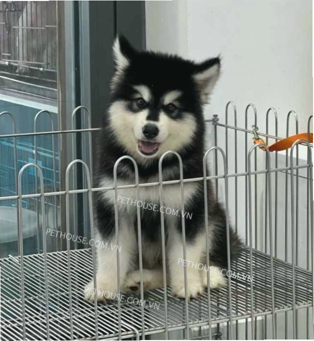 Chó Alaska nhỏ màu đen trắng đang học lệnh ngồi