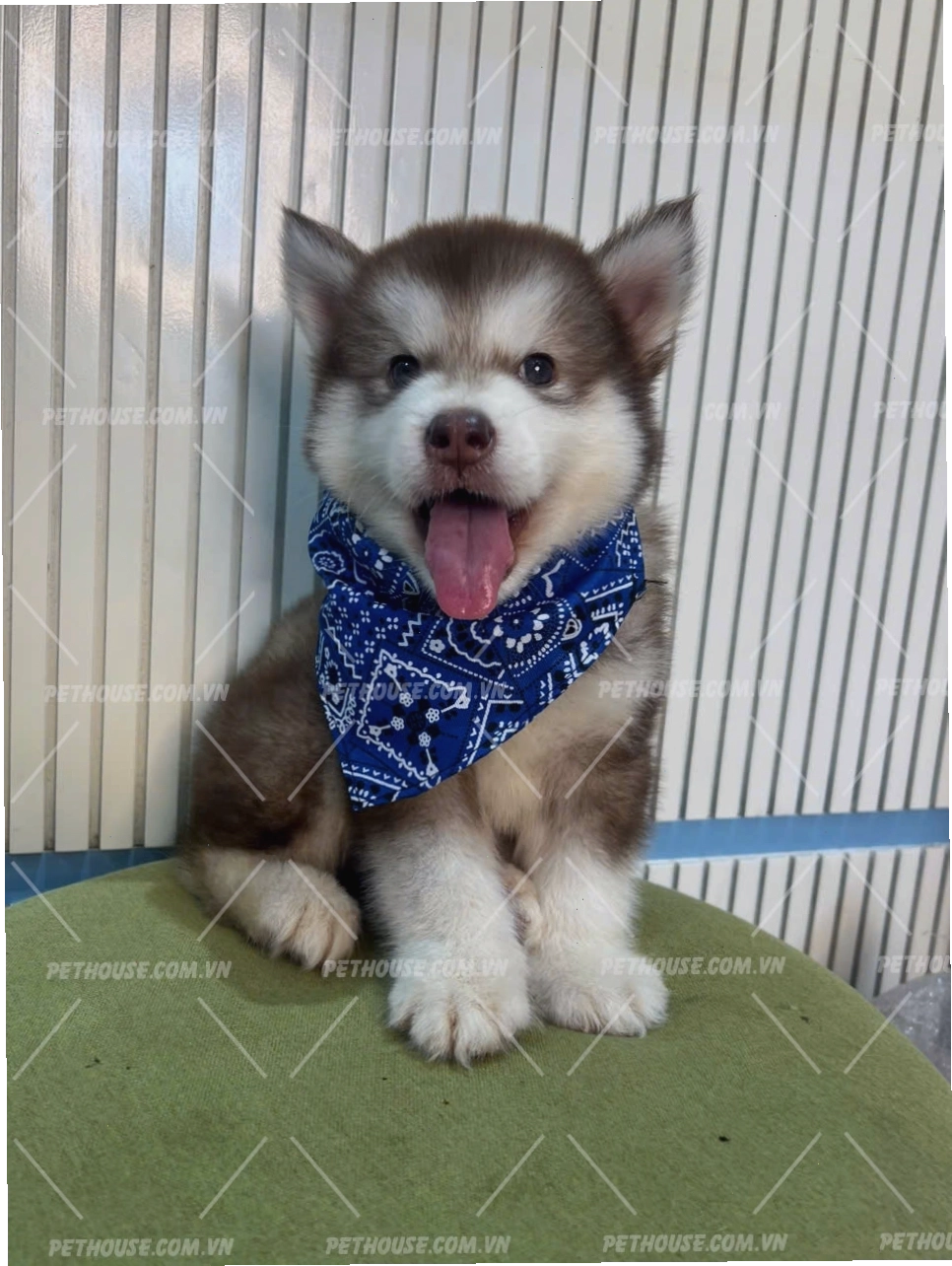 Chó Alaska nhỏ màu hồng phấn đáng yêu