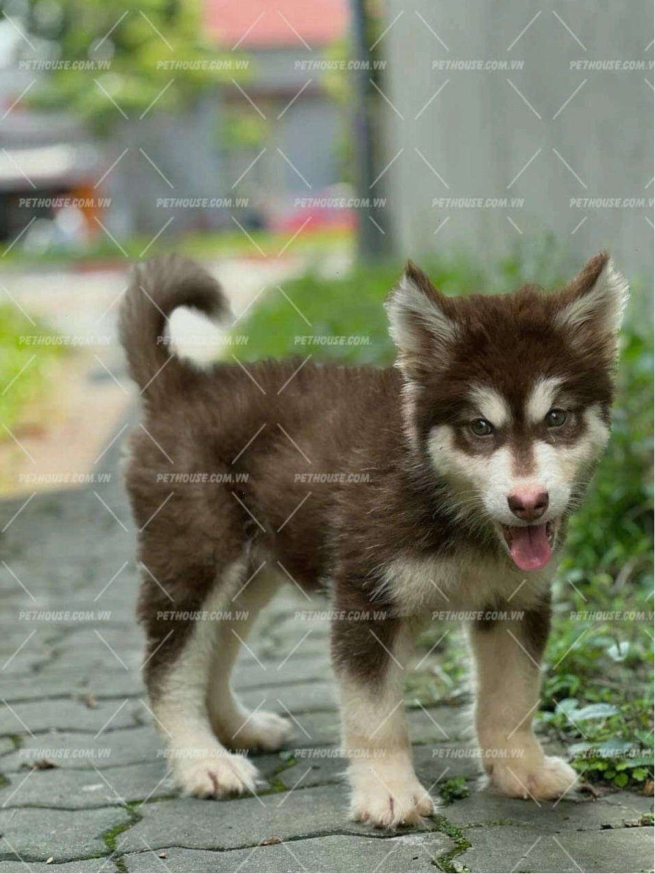 Chó Alaska nhỏ màu nâu đỏ đang vui đùa
