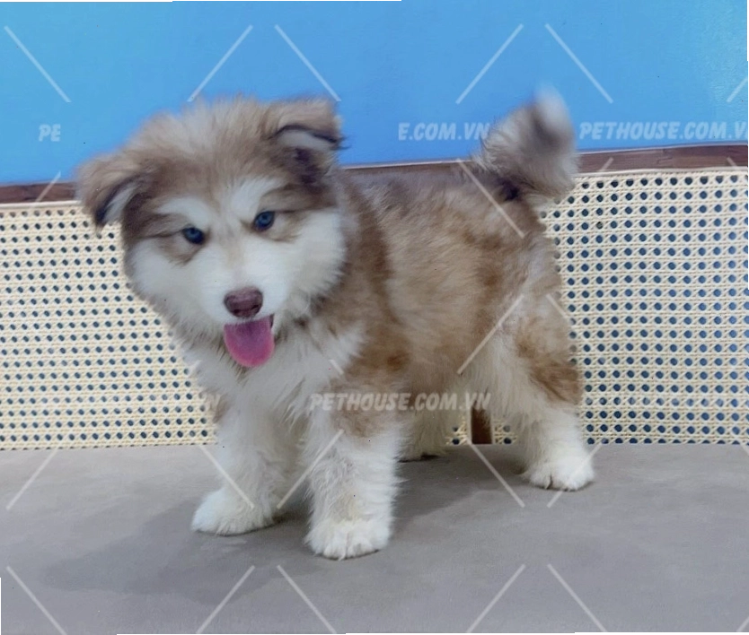 Chó Alaska nhỏ với dáng vẻ bụ bẫm đáng yêu