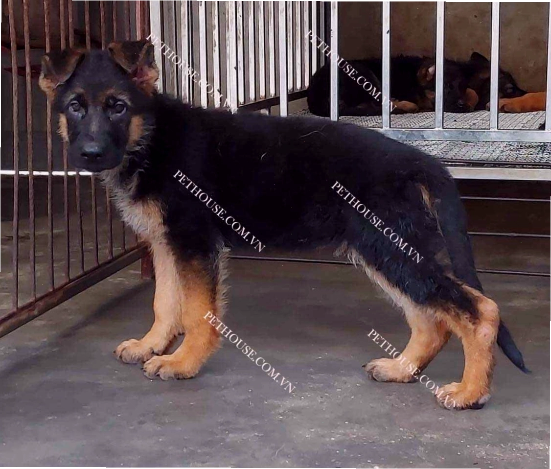 Chó Becgie Đức con dễ thương với bộ lông vàng óng
