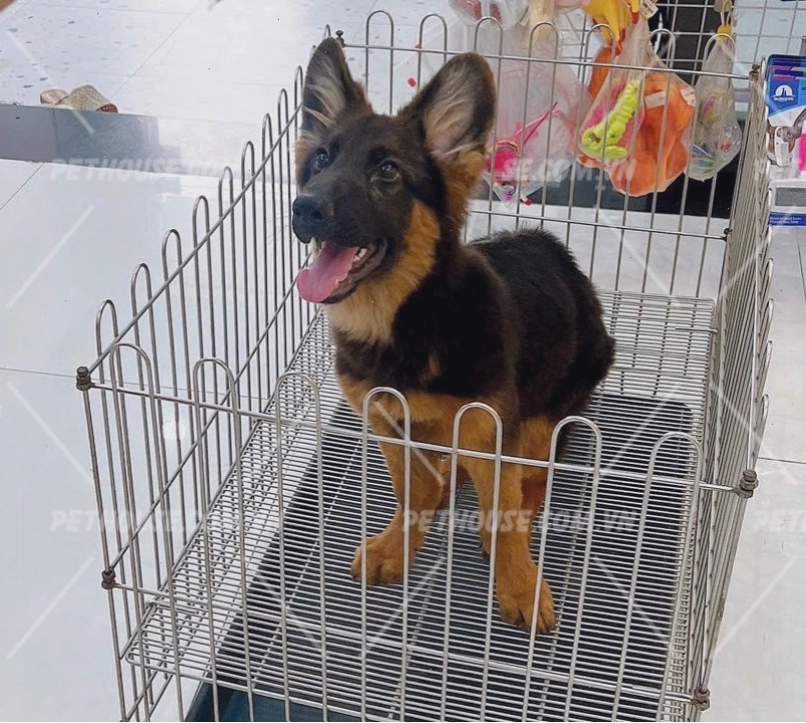 Chó Becgie Đức mạnh mẽ với bộ lông đen tuyền và nâu đỏ đặc trưng